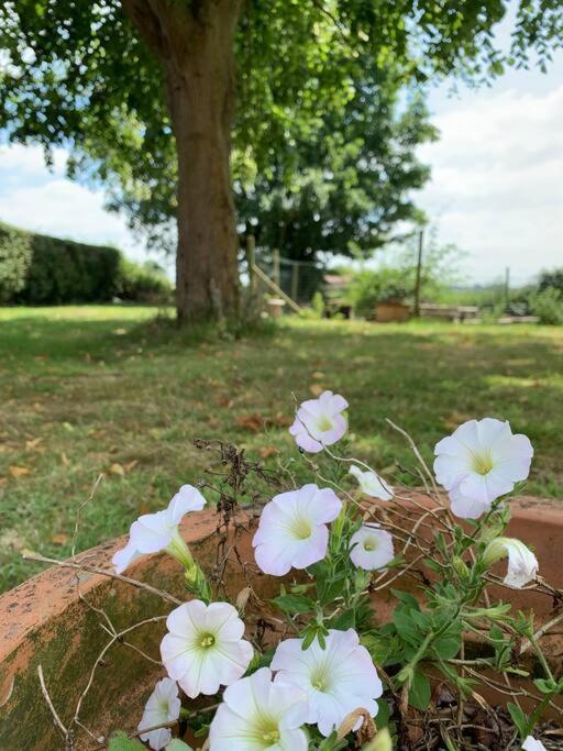 Cottage Chaleureux Au Coeur Des Monts De Flandres Saint-Jans-Cappel Екстер'єр фото